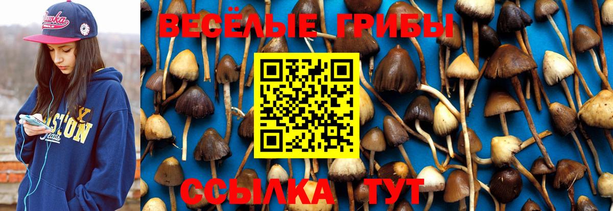 Галлюциногенные грибы Psilocybine cubensis  Вход с VPN  Камышин 